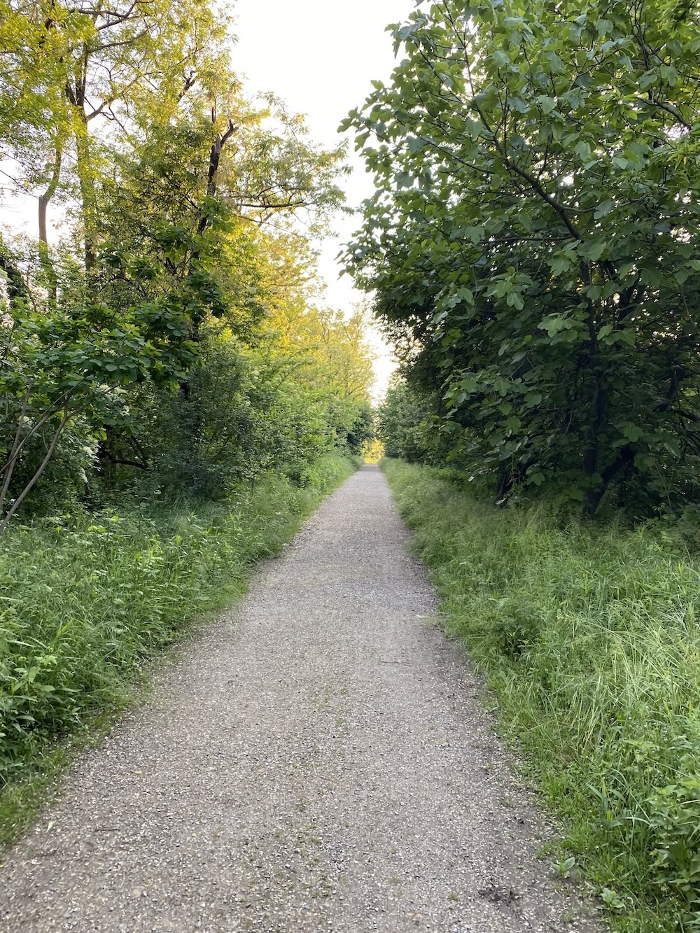 un sentiero battuto costeggiato su entrambi i lati da alberi e cespugli